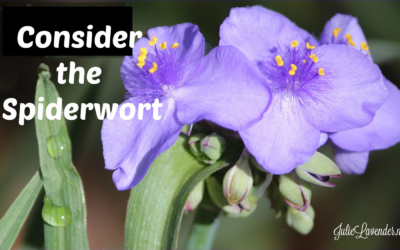 Consider the Spiderwort